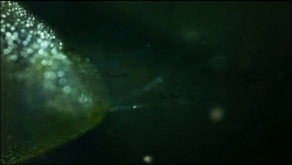 The Green Planet - Season 01 Episode 02